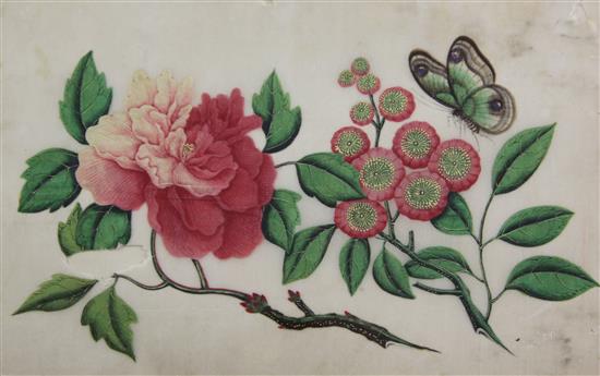 A set of four 19th century Chinese pith paper paintings of flowers, 10 x 7in. (5)